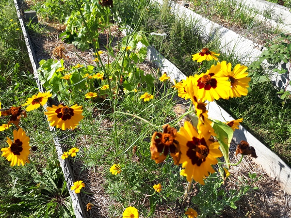 Yellow flowers with a red inner ring in a raised garden bed