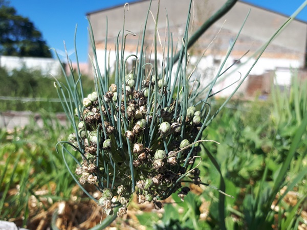 Leek seed head with leek seedlings growing directly out of the seed head