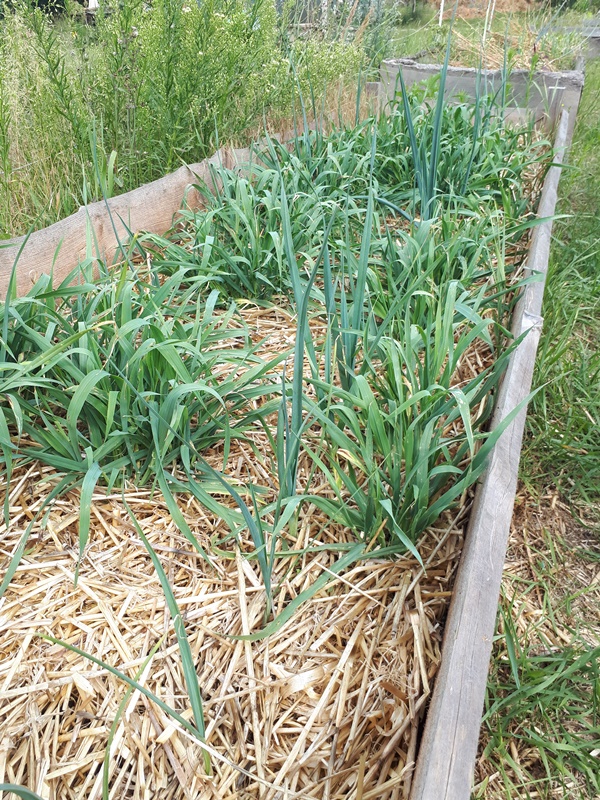 Raised garden bed with 2 rows of leeks, partially hidden by grain plants