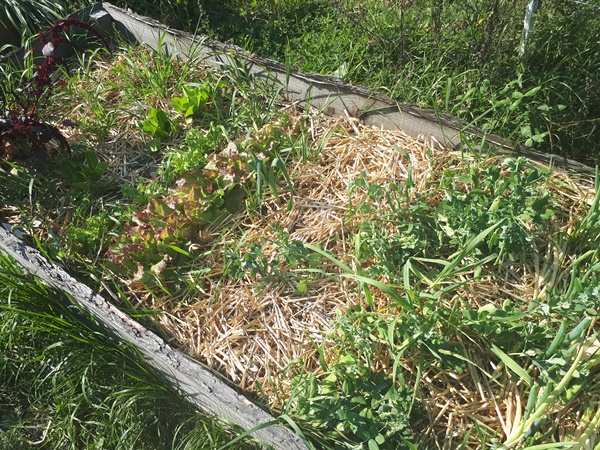 Raised garden bed with some lettuce and peas and straw mulch