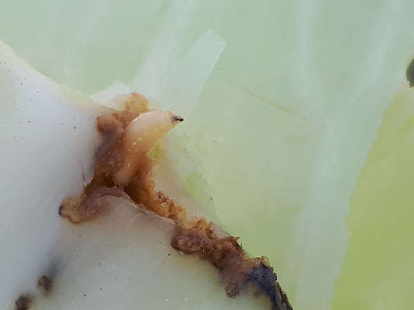 White maggot looking out of a broken of white cabbage leaf