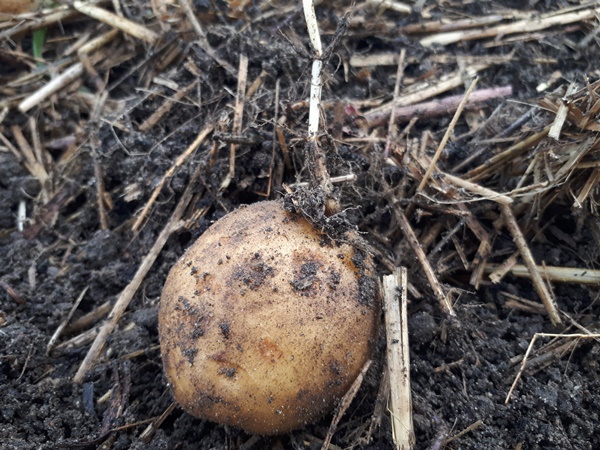 A Potato lying on the ground with a grown in couch grass root