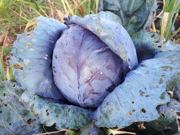 A nice big red cabbage head above straw mulch