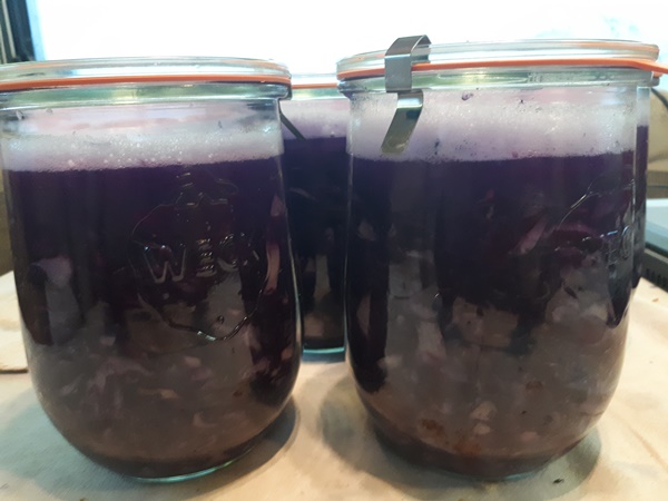 Weck jars filled with sliced red cabbages prepared to turn into sauerkraut