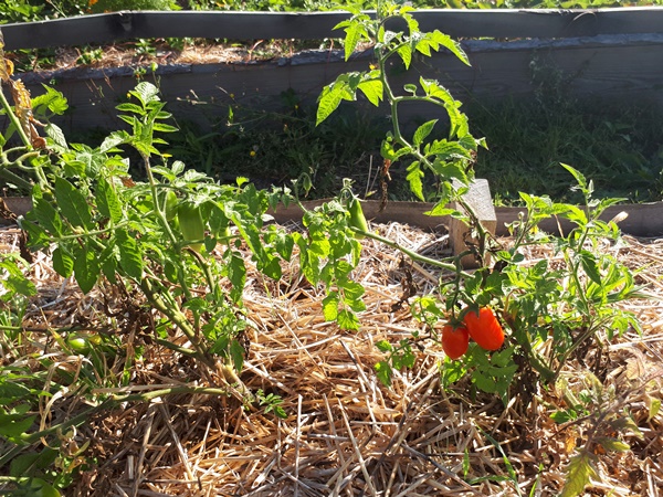 A small tomato plant with some red tomatoes, in a raised garden bed with straw mulch