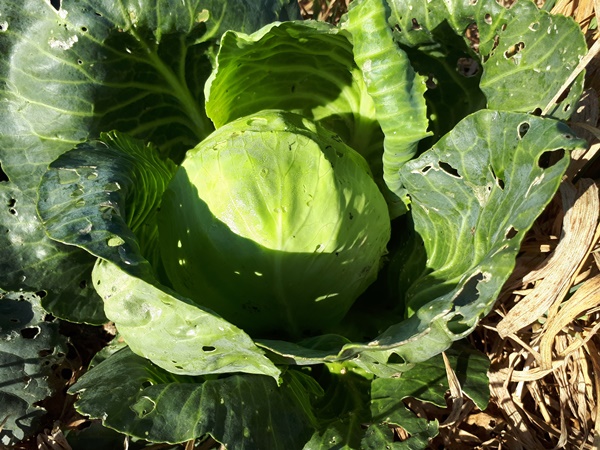 A nice big white cabbage head above straw mulch