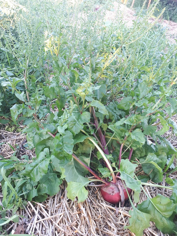 A beautiful big red beet that bolted and flowers
