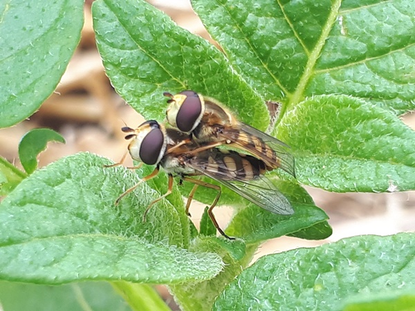 2 hoverflies mating on a potato leaf