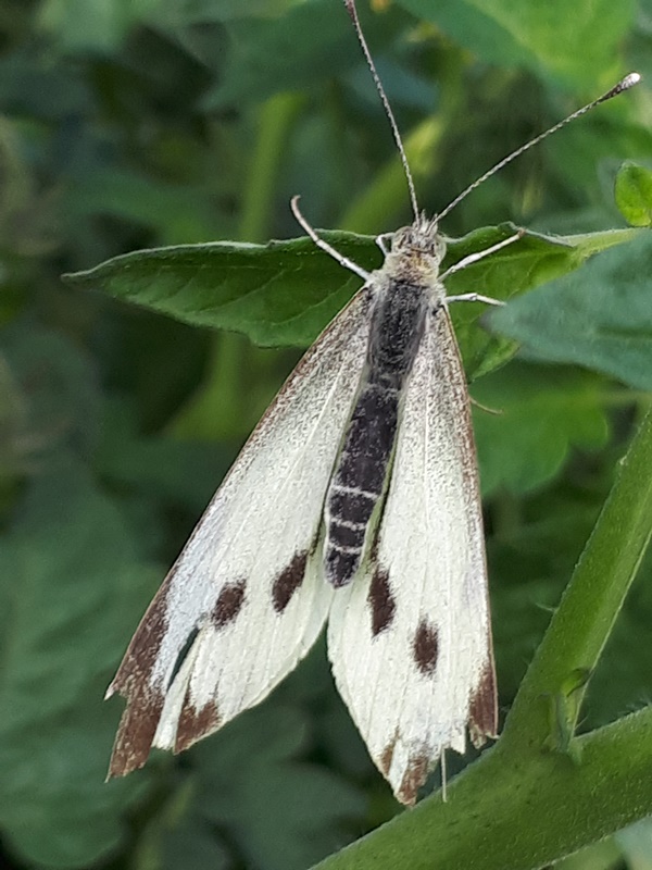 White and black moth on a tomato leaf