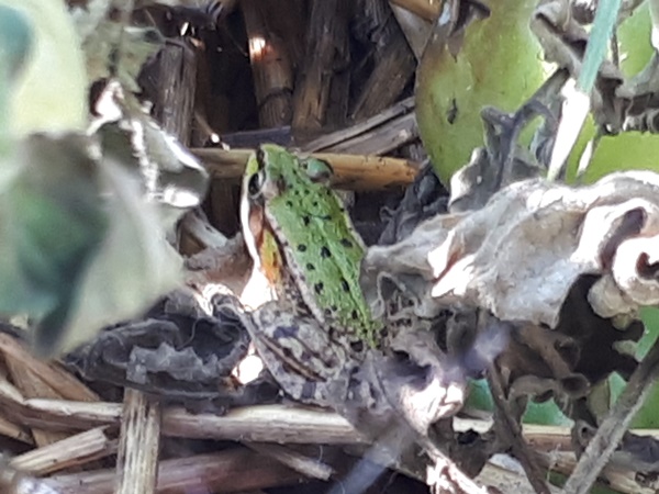Pond frog hidden in the blight diseased tomato plants