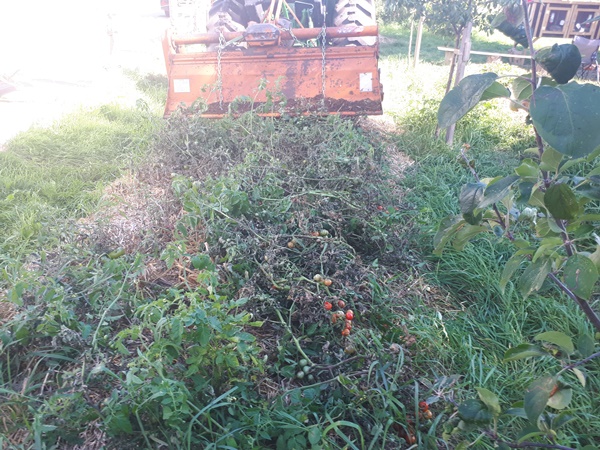 A hügelbed filled with blight diseased tomato plants to be rotary tilled with a tractor