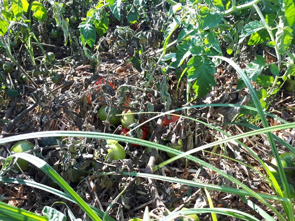 Tomato plant completely diminished by blight with some green and turning red tomatoes in its midst