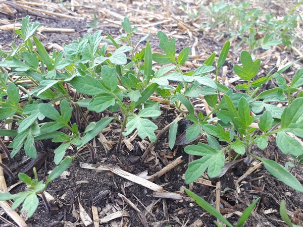 Tomato seedlings in a garden bed