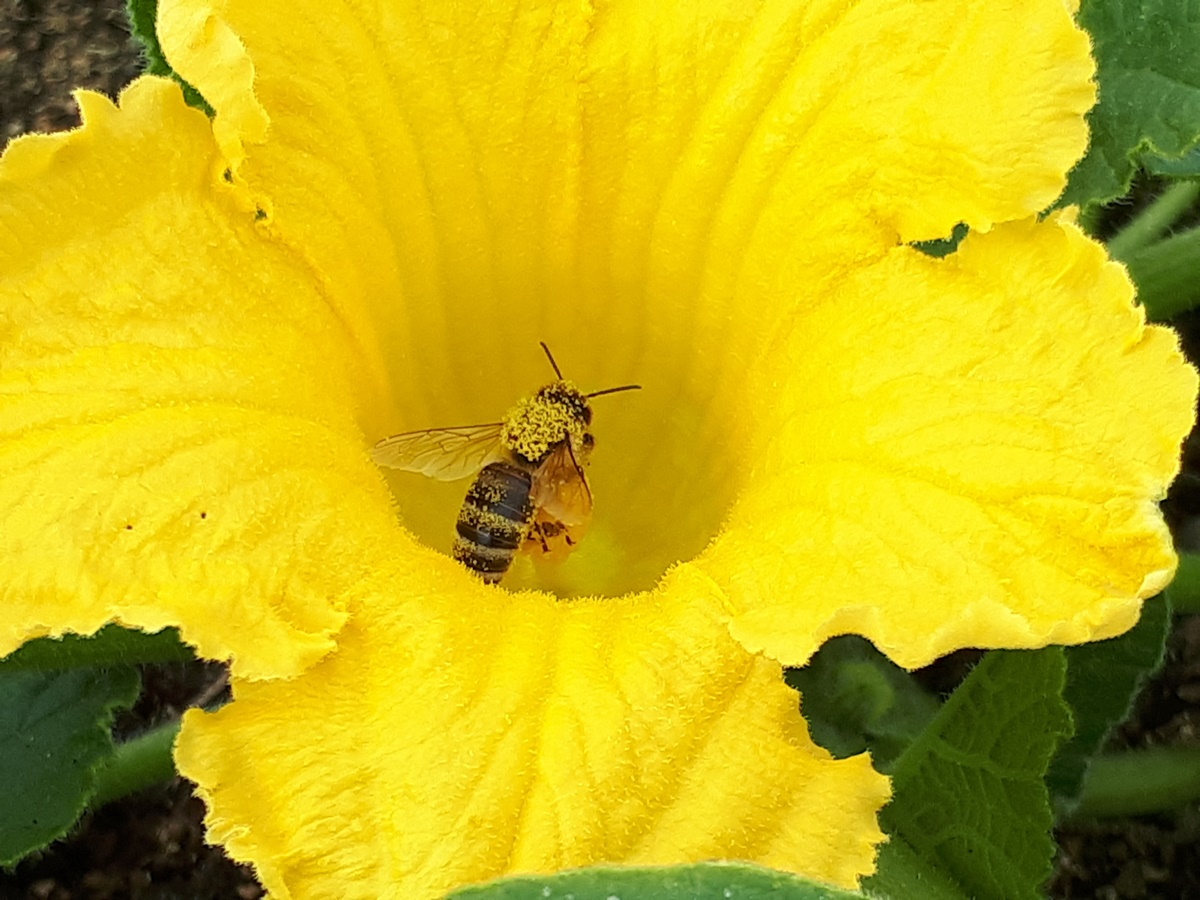 Pumpkins growing on horse&nbsp;manure