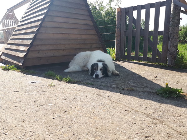A Great Pyrenees resting in the shade of an A-frame chicken coop