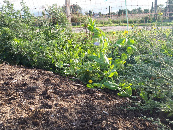 A young pea plant right before flowering