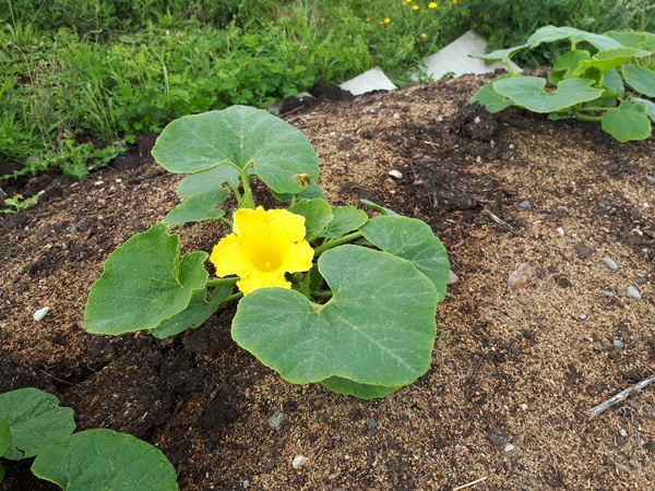 Small pumpkin plant with a yellow flower on the top of a horse manure pile