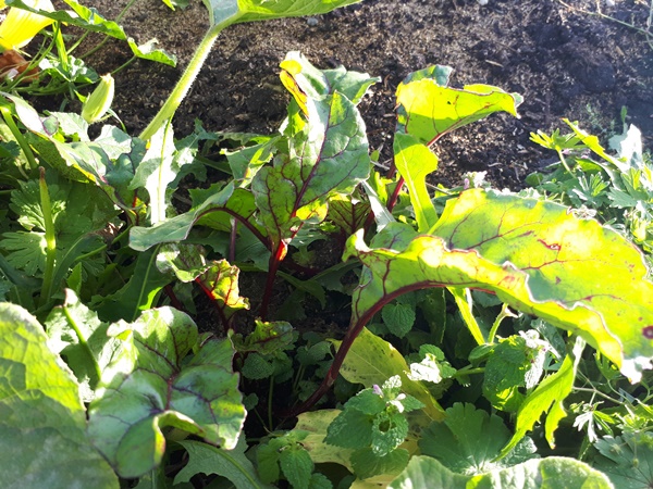 A red beet plant peeking trough the weeds