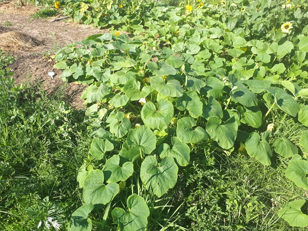 A rug of pumpkin plants covering a whole garden patch