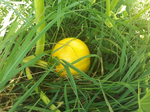 An unripe yellow pumpkin still on the plant lying in the grass