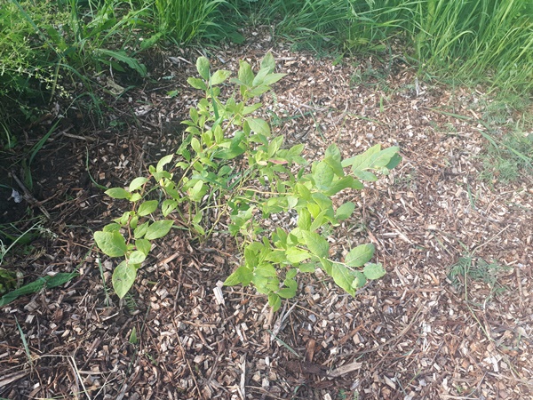 A small blueberry bush with woodchips at its feed against a background of weeds
