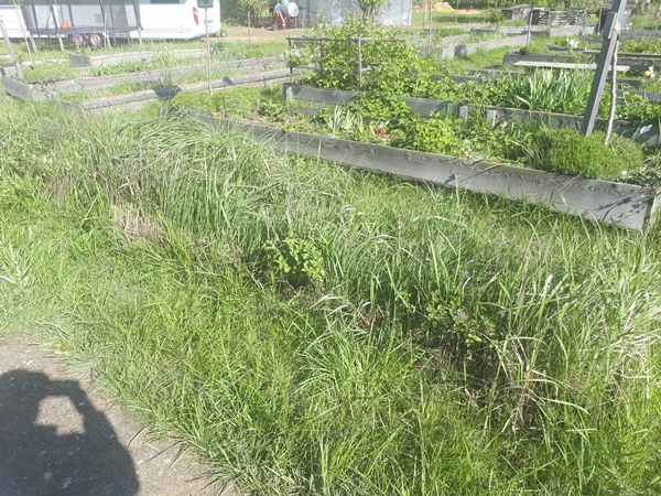 A raised bed over grown with couch grass