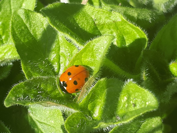 A lady bug on an oregano leaf