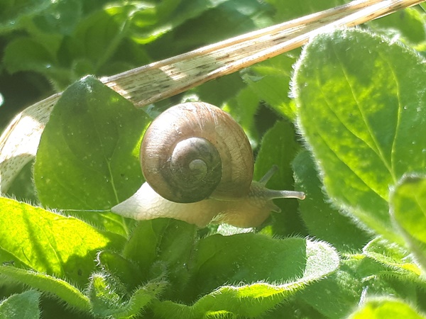 A very small, almost see trough, burgundy snail on an oregano leaf