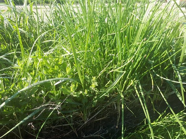 A patch of mint and a tuft of chives coping among couch grass
