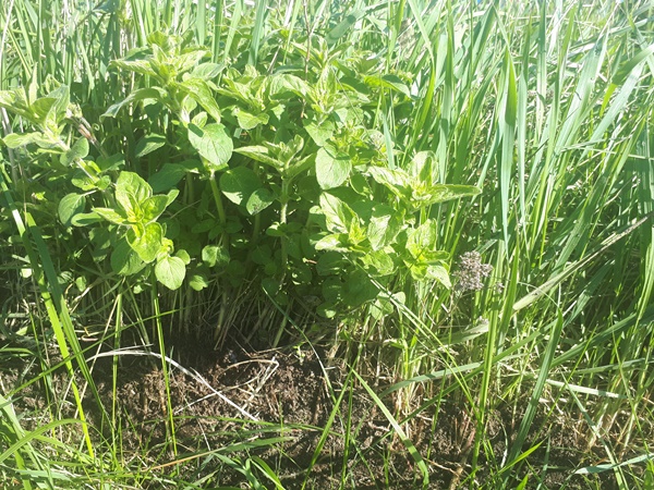 A tuft of oregano peeking trough in front of the couch grass