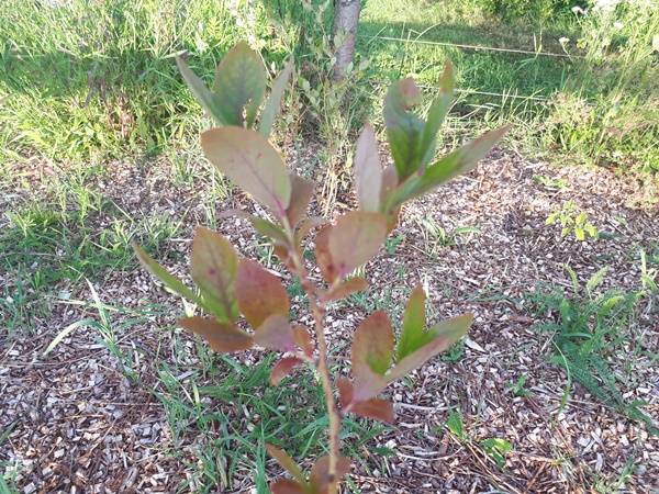 Blueberry bush with sunburn