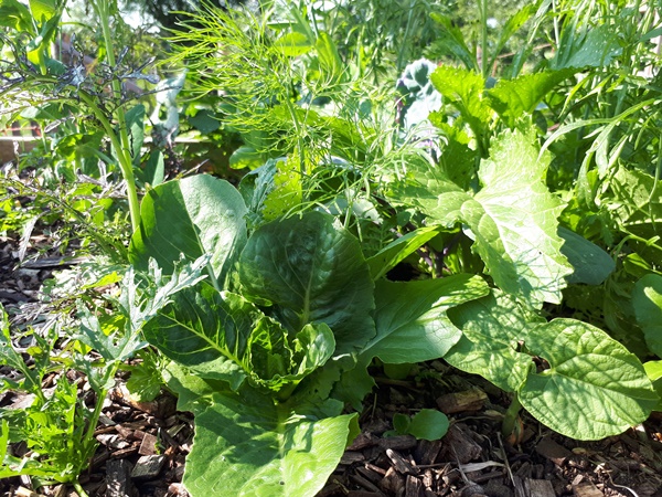 Healthy looking lettuces and herbs