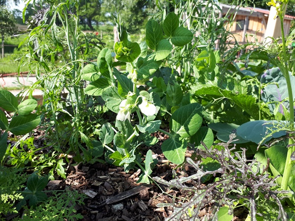 Blooming healthy looking pea plants