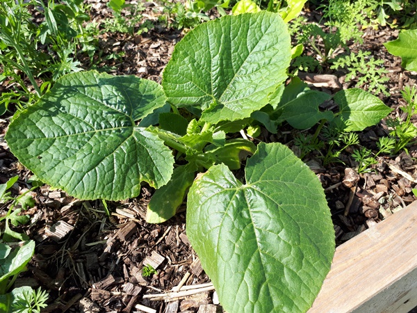 Young pumpkin plant in a planter table