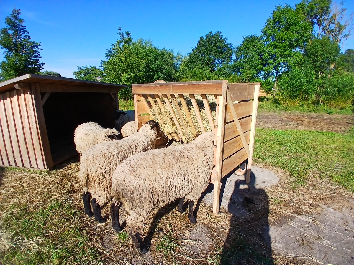 A wooden hay rack filled with hay surrounded by sheep eating, beside the sheep stable on a pasture