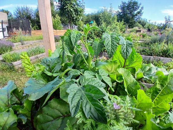 A volunteer tomato emerging from between other plants
