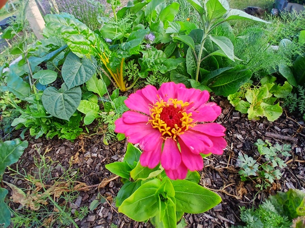 A pink Zinnia among chard, morning glory, lettuce, carrots and some herbs
