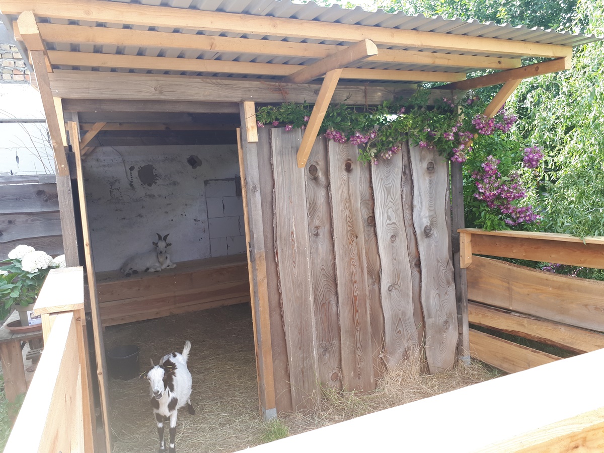 A new goat stable with&nbsp;pasture