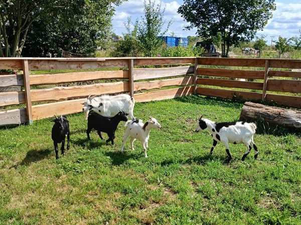 4 dwarf lady goats and a dwarf ram goat on a green pasture with a wooden fence