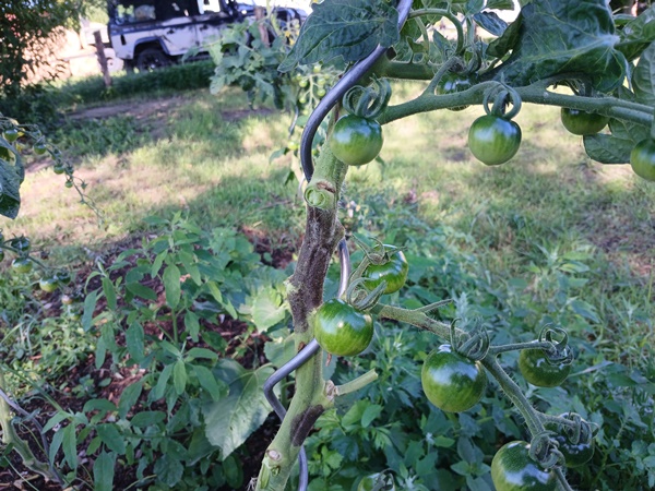 The stem of a tomato plant partially browned with blight and some green tomatoes still on the plant