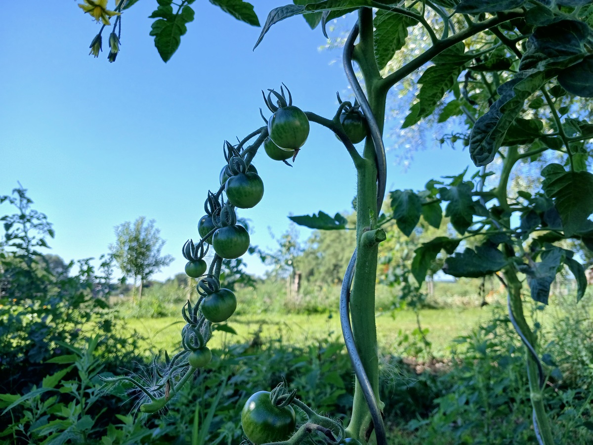 Will I have any tomatoes to harvest at&nbsp;all?