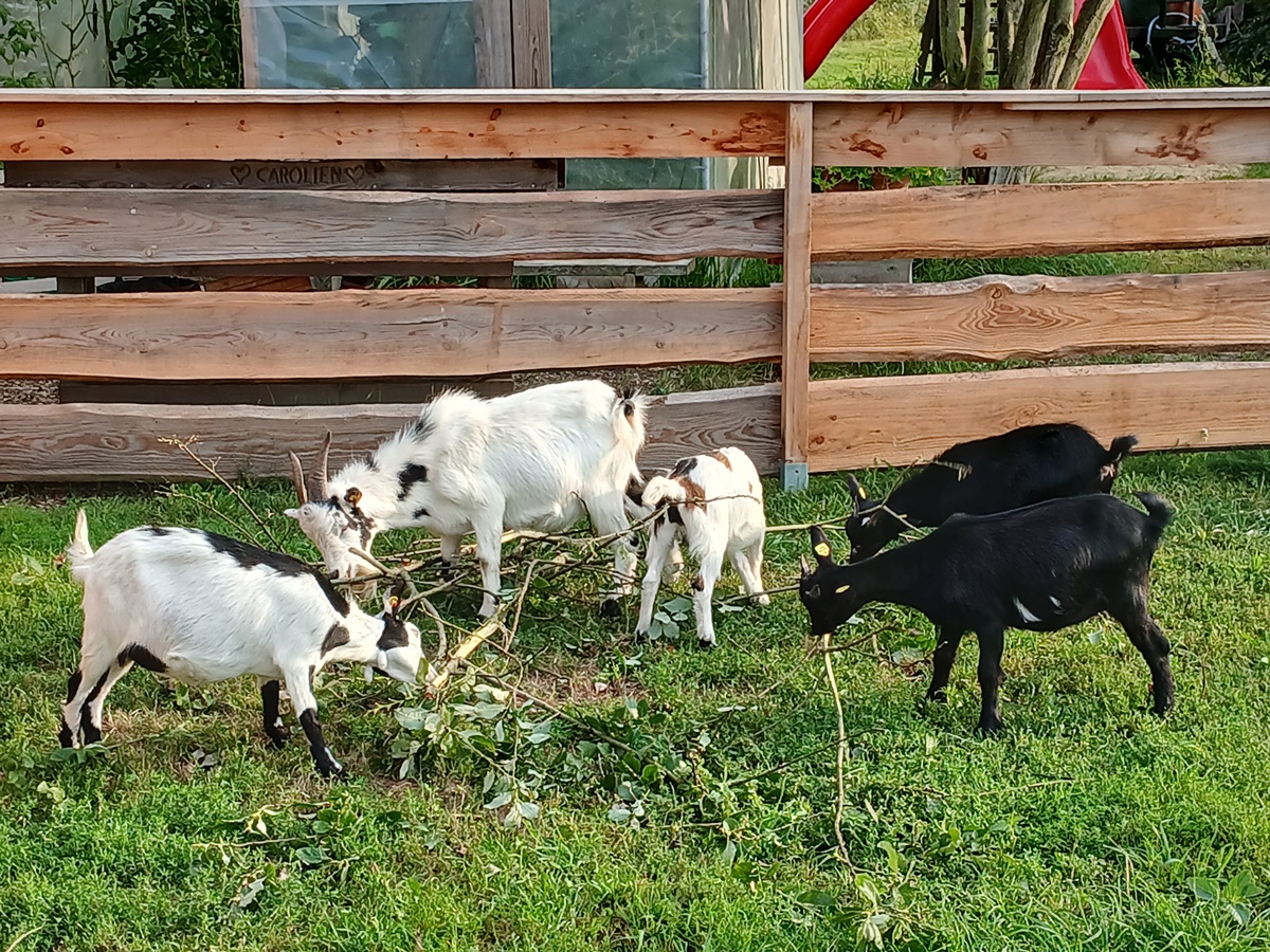 New addition to our dwarf&nbsp;goats