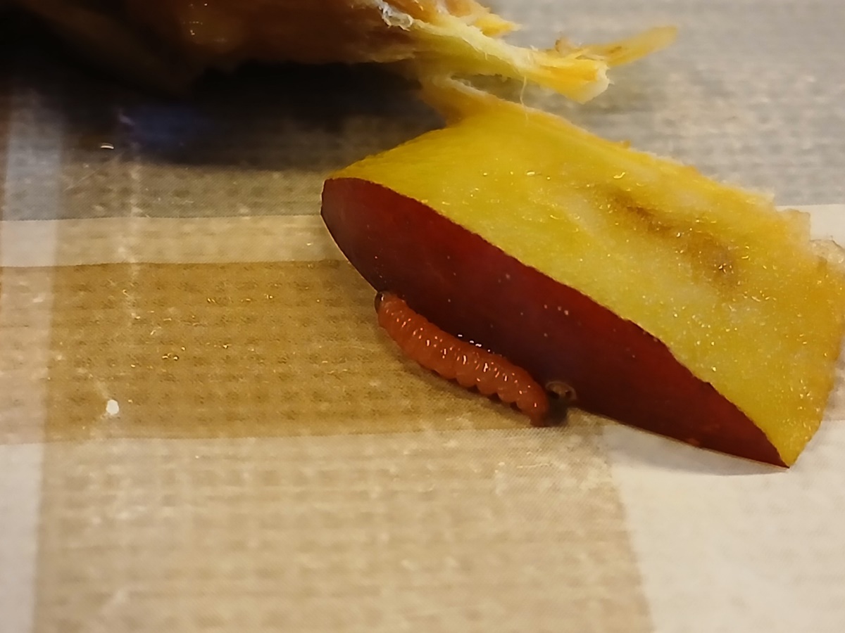 Plum moth maggots (Grapholita funebrana) in almost all of our plum&nbsp;fruit