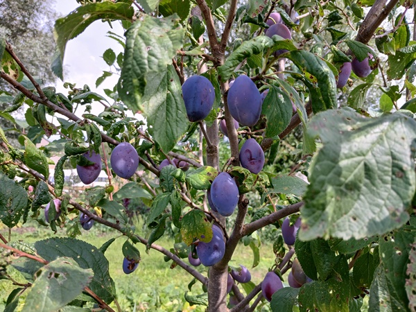 A plum tree packed with plums