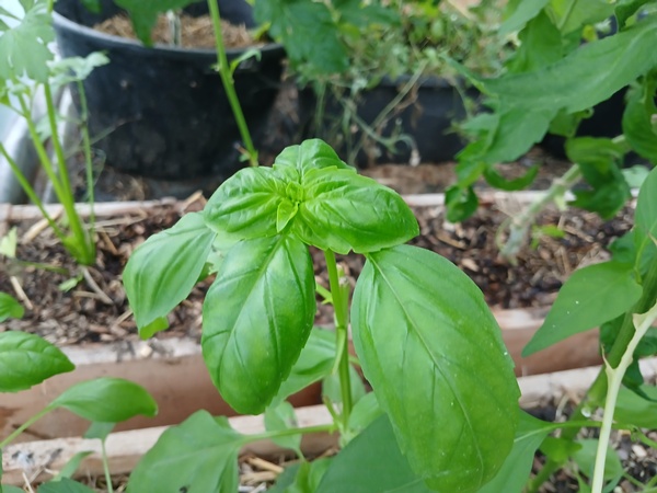 A beautiful green young basil plant in a wooden planter