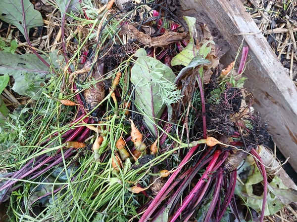Small red beets and very small carrots lying on a wooden planter