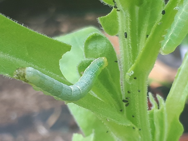 Green caterpillar on a marigold leaf