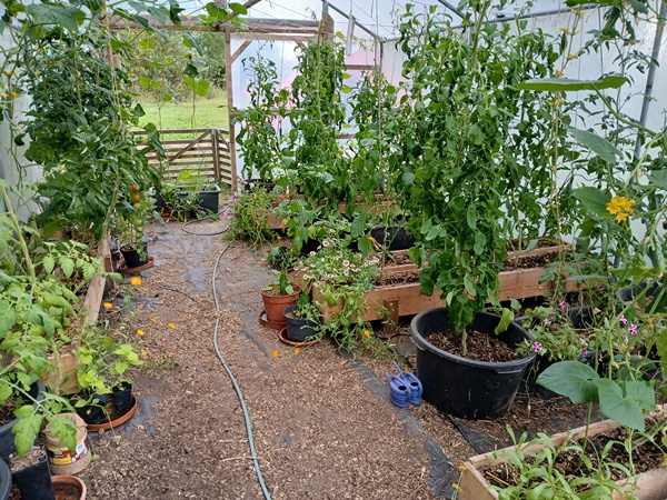 Looking inside a greenhouse which has the backdoor open and is filled with tomato plants, chili plants, cucumber plants, basil, melons and lettuce