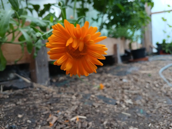 Blooming orange marigold hanging close to the ground