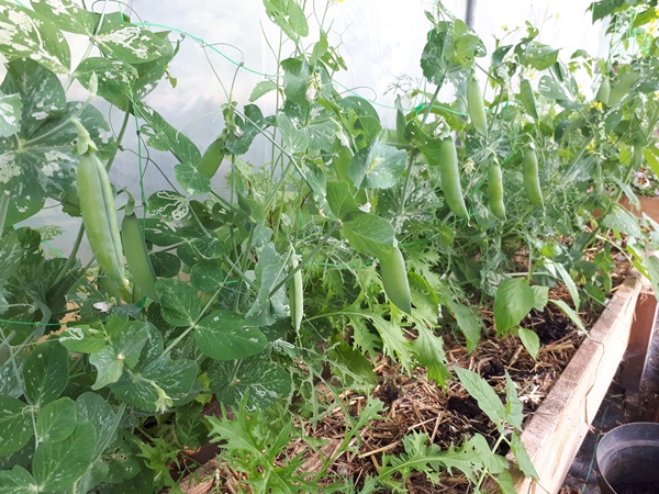 Peas ready for harvesting with some Asian salad growing at its feet in a wooden planter in a greenhouse